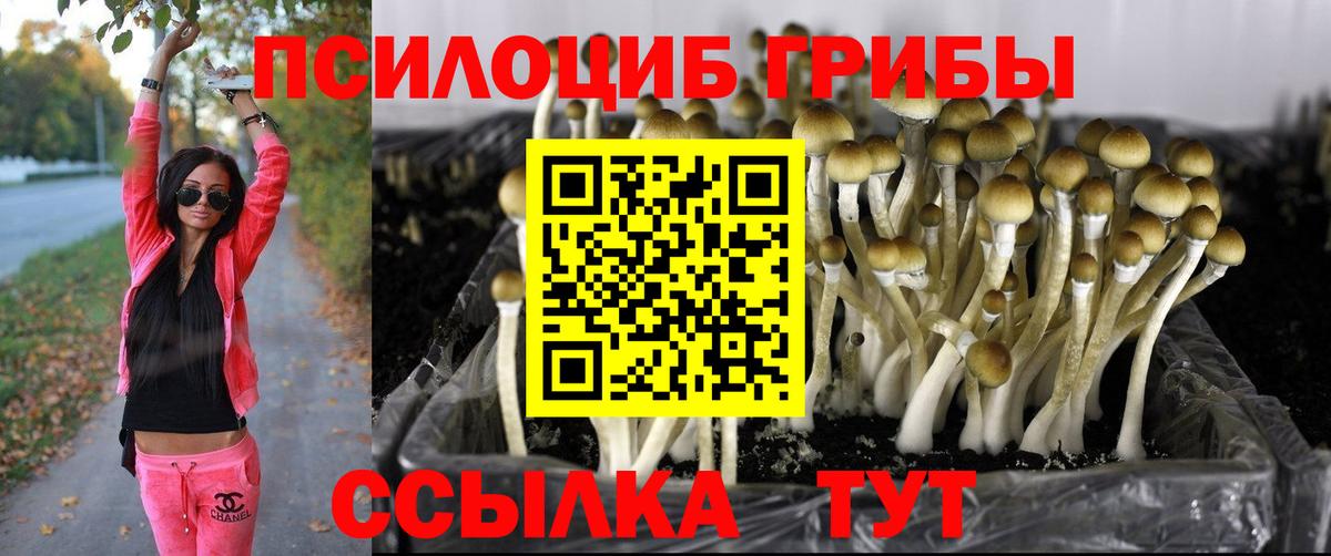Псилоцибиновые грибы Psilocybe Симферополь